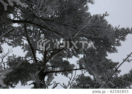 冬の木 雪景色 松 62592855