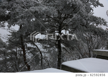 冬の木 雪景色 松 62592856