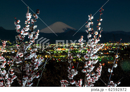 梅林と富士山 梅林と富士山 62592972