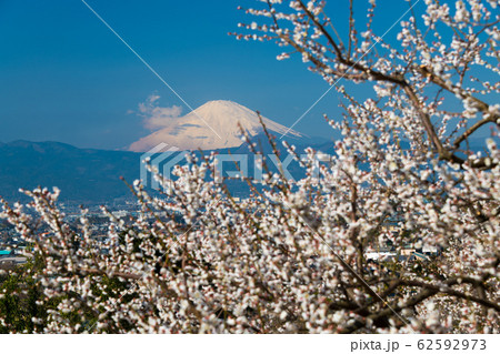 梅林と富士山 62592973