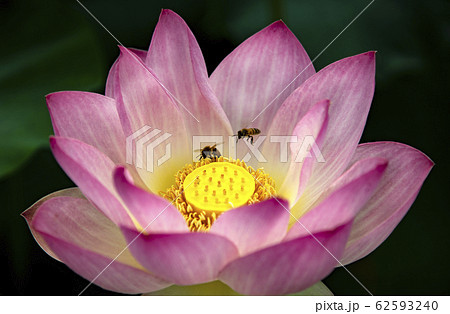 花 蓮 風景 62593240