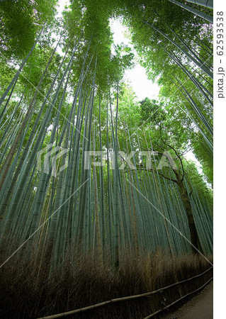 京都嵐山竹林 京都嵐山竹林 62593538