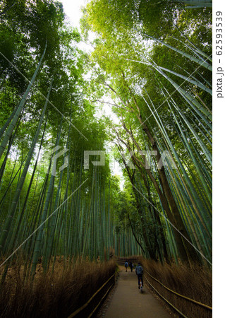 京都嵐山竹林 京都嵐山竹林 62593539