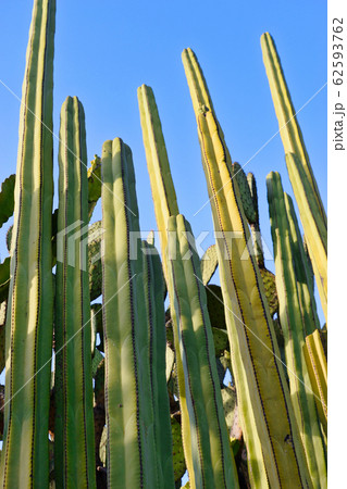 オアハカ民族植物園 メキシコ オアハカ民族植物園 メキシコ 62593762