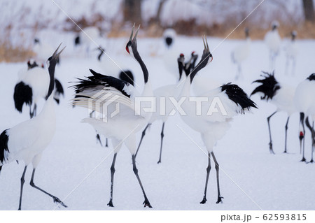 北海道丹頂鶴2 北海道丹頂鶴2 62593815