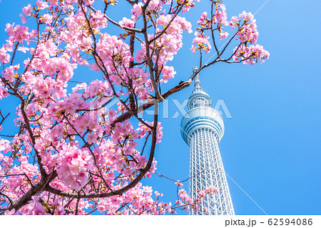 スカイツリーと河津桜の写真素材