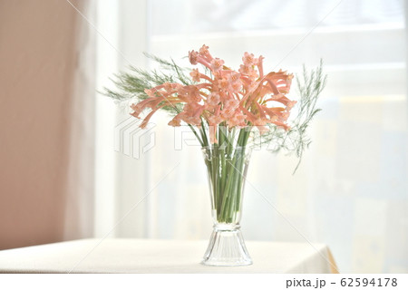 窓辺の花　キルタンサス 62594178