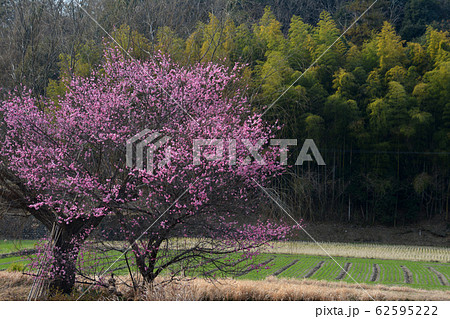紅梅9(香川県綾歌郡綾川町) 紅梅9(香川県綾歌郡綾川町) 62595222