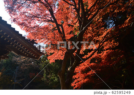 根香寺の紅葉4（四国霊場８２番札所・香川県高松市中山町） 62595249