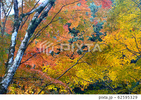 塩江温泉郷の秋（高松市塩江町） 62595329