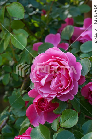 濃いローズピンクが美しいバラ 濃いローズピンクが美しいバラ 62595610