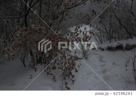雪景色 松 冬の木 62596281