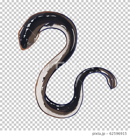 鰻魚 62596915