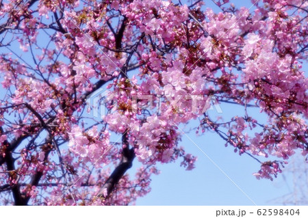 河津さくら：桜並木：保谷川 62598404