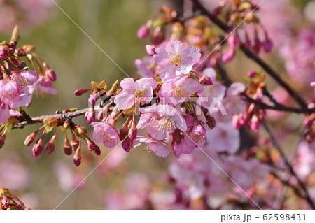 河津さくら：桜並木：保谷川 62598431