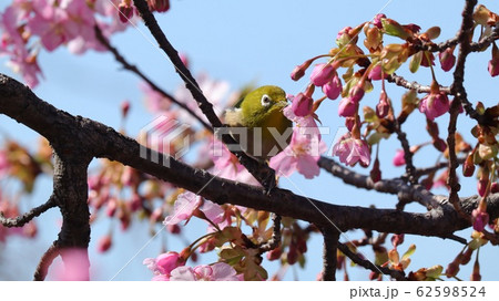 河津さくら&：メジロ：桜並木：保谷川 62598524