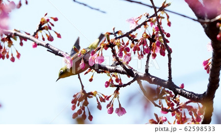 河津さくら&：メジロ：桜並木：保谷川 62598533