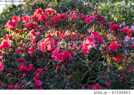 Blooming azaleas in the botanical garden Blooming azaleas in the botanical garden 62598865