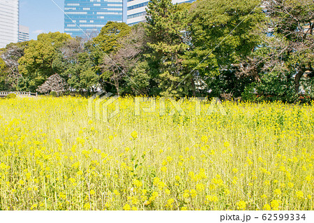 東京都　浜離宮恩賜庭園　菜の花畑 62599334