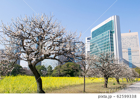 東京都 浜離宮恩賜庭園 菜の花畑と汐留のビル群 東京都 浜離宮恩賜庭園 菜の花畑と汐留のビル群 62599338