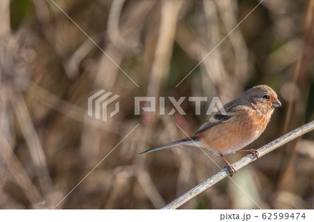枝に止まるベニマシコ 62599474