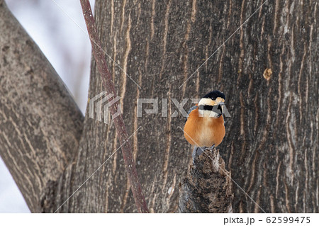 枝に止まるヤマガラ 62599475