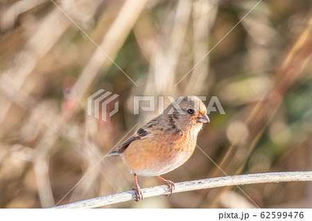 枝に止まるベニマシコ 62599476