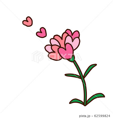 カーネーション 62599824