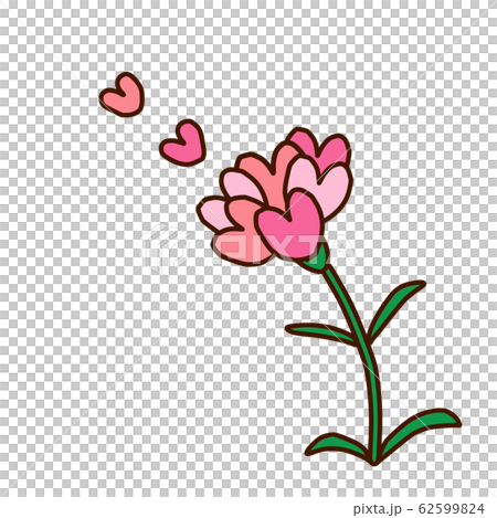 カーネーション 62599824