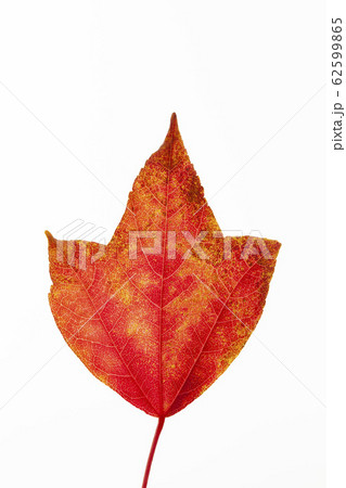 紅葉のトウカエデ 紅葉のトウカエデ 62599865