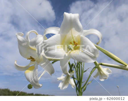 茨城県鹿嶋市平井の青空と白い雲を背景にしたてっぽうゆりの花のアップ写真 茨城県鹿嶋市平井の青空と白い雲を背景にしたてっぽうゆりの花のアップ写真 62600012