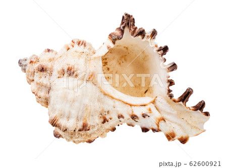 empty white seashell of mollusk isolated empty white seashell of mollusk isolated 62600921