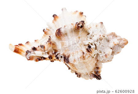 seashell of mollusk isolated on white 62600928