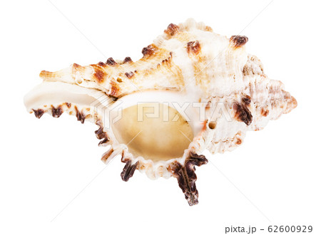 empty seashell of mollusk isolated on white 62600929
