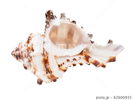 empty striped conch of muricidae mollusk isolated 62600935