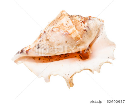 empty shell of sea snail isolated on white 62600937