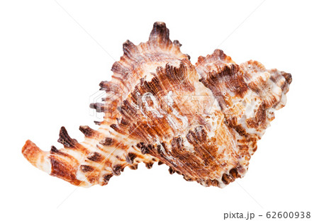 conch of brown muricidae mollusk isolated 62600938