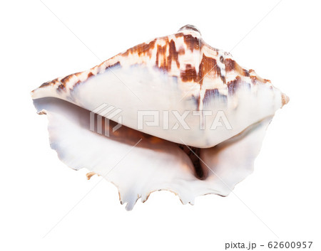 empty shell of muricidae mollusc isolated 62600957