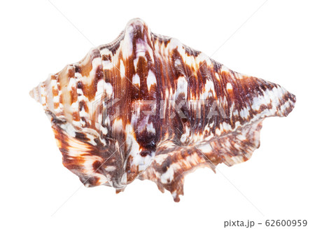 dark brown conch of muricidae mollusk isolated 62600959