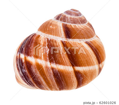 shell of roman snail isolated on white shell of roman snail isolated on white 62601026