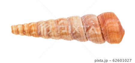 shell of turritella mollusk isolated on white 62601027