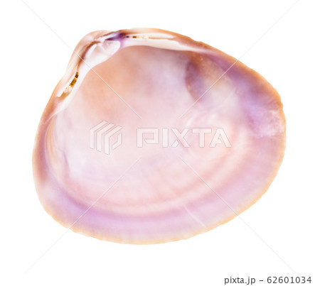 empty violet shell of clam isolated on white 62601034
