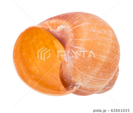 empty orange shell of snail isolated on white 62601035