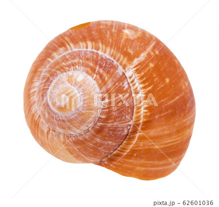 orange shell of snail isolated on white 62601036