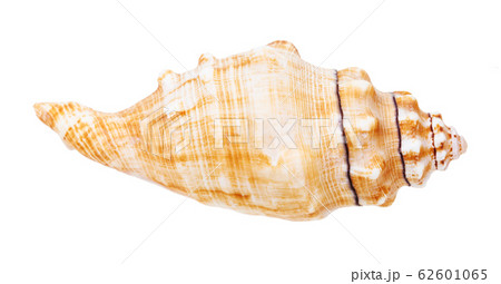conch of sea snail isolated on white 62601065