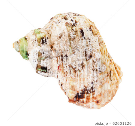 front view of old shell of whelk mollusc isolated 62601126