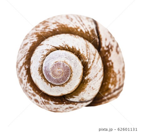 helix shell of snail isolated on white 62601131