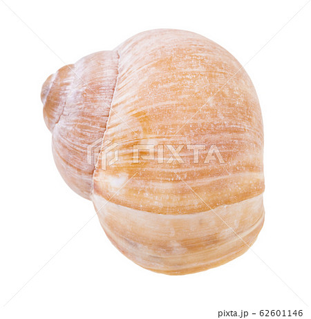 front view of shell of land snail isolated 62601146