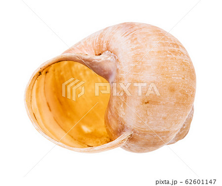 empty shell of land snail isolated on white 62601147
