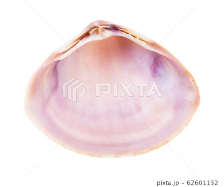 empty pink violet shell of clam isolated on white 62601152